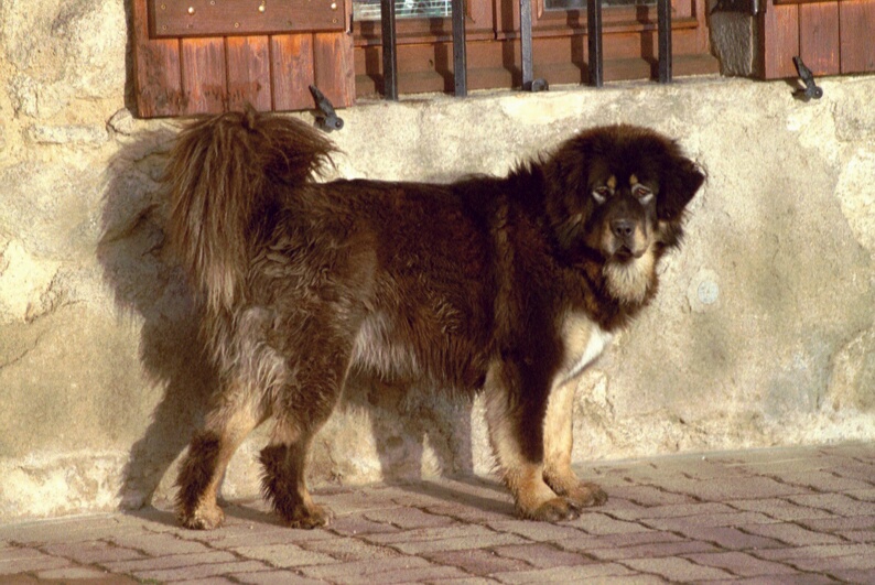 Pandara De la chevauchee des dieux