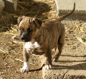 première portée d'amstaff!