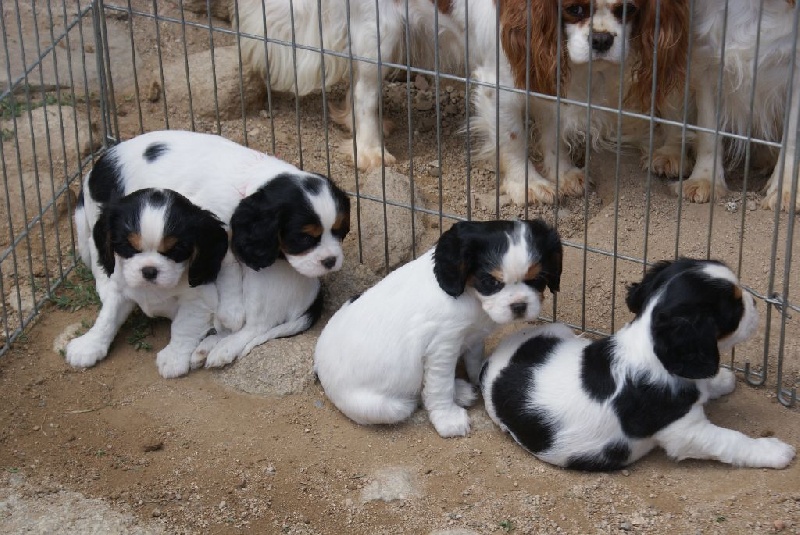 De la chevauchee des dieux - Cavalier King Charles Spaniel - Portée née le 29/06/2014