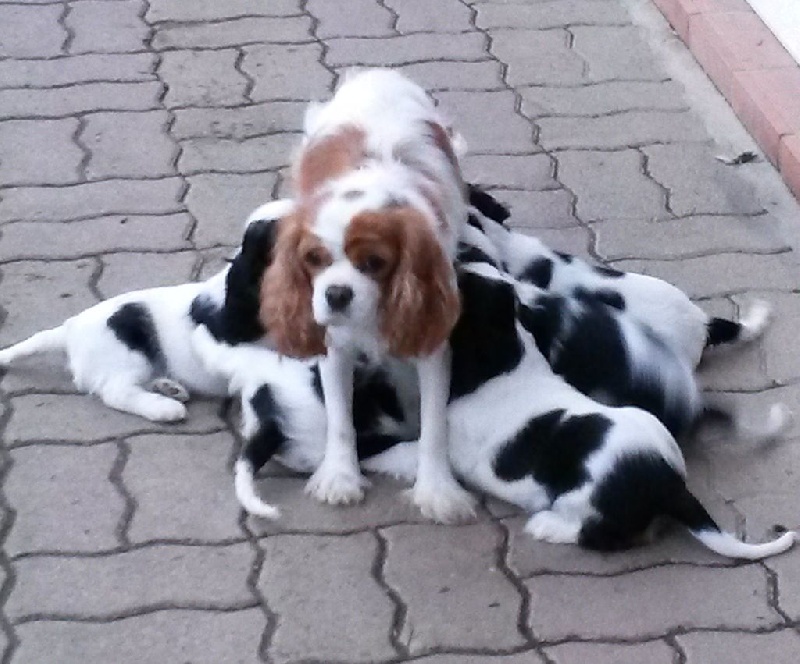 De la chevauchee des dieux - Cavalier King Charles Spaniel - Portée née le 23/12/2015